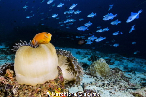 Clown fish and trigger fish
Maldives .
Nikon D800E , ma... by Marchione Giacomo 